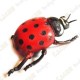 Cache "Bestiole" - Grosse coccinelle