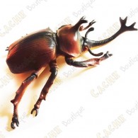 Cache "insect" - Large rhinoceros beetle