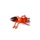 Cache "Insecto" - Hormiga roja