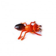 Cache "Inseto" - Formiga vermelha