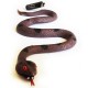 Cache "Bestiole" - Serpent