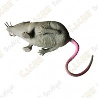 Cache "insect" - Grey rat