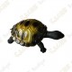 Cache "insect" - Turtle