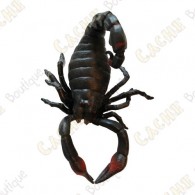 Cache "Bestiole" - Scorpion